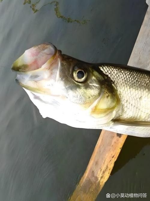 能提供翹嘴魚和金龍魚的具體圖片嗎（翹嘴魚和金龍魚的區(qū)別）