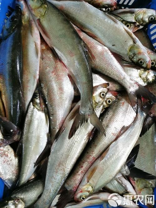 能提供翹嘴魚和金龍魚的具體圖片嗎（翹嘴魚和金龍魚的區(qū)別）