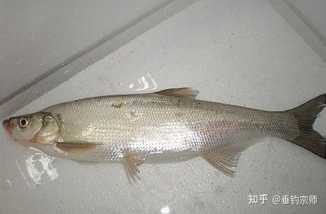 能提供翹嘴魚和金龍魚的具體圖片嗎（翹嘴魚和金龍魚的區(qū)別）