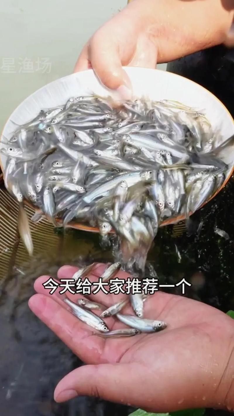 能提供翹嘴魚和金龍魚的具體圖片嗎（翹嘴魚和金龍魚的區(qū)別）
