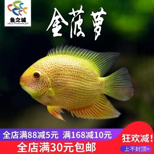 金菠蘿魚(yú)屬于什么檔次