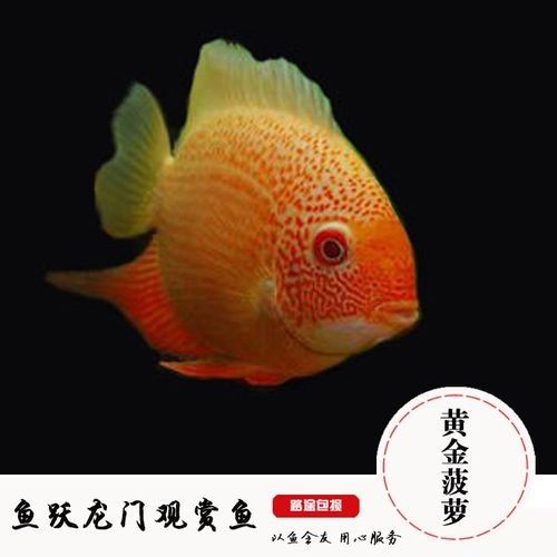金菠蘿魚(yú)屬于什么檔次