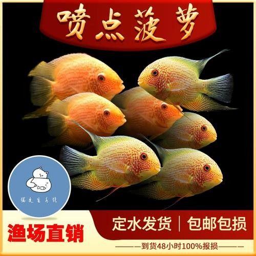 金菠蘿魚(yú)屬于什么檔次