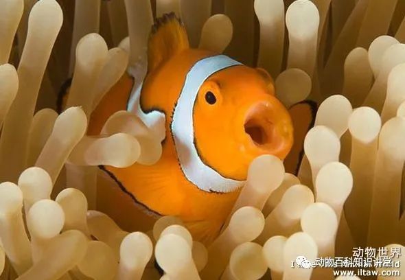 金菠蘿魚(yú)屬于什么檔次