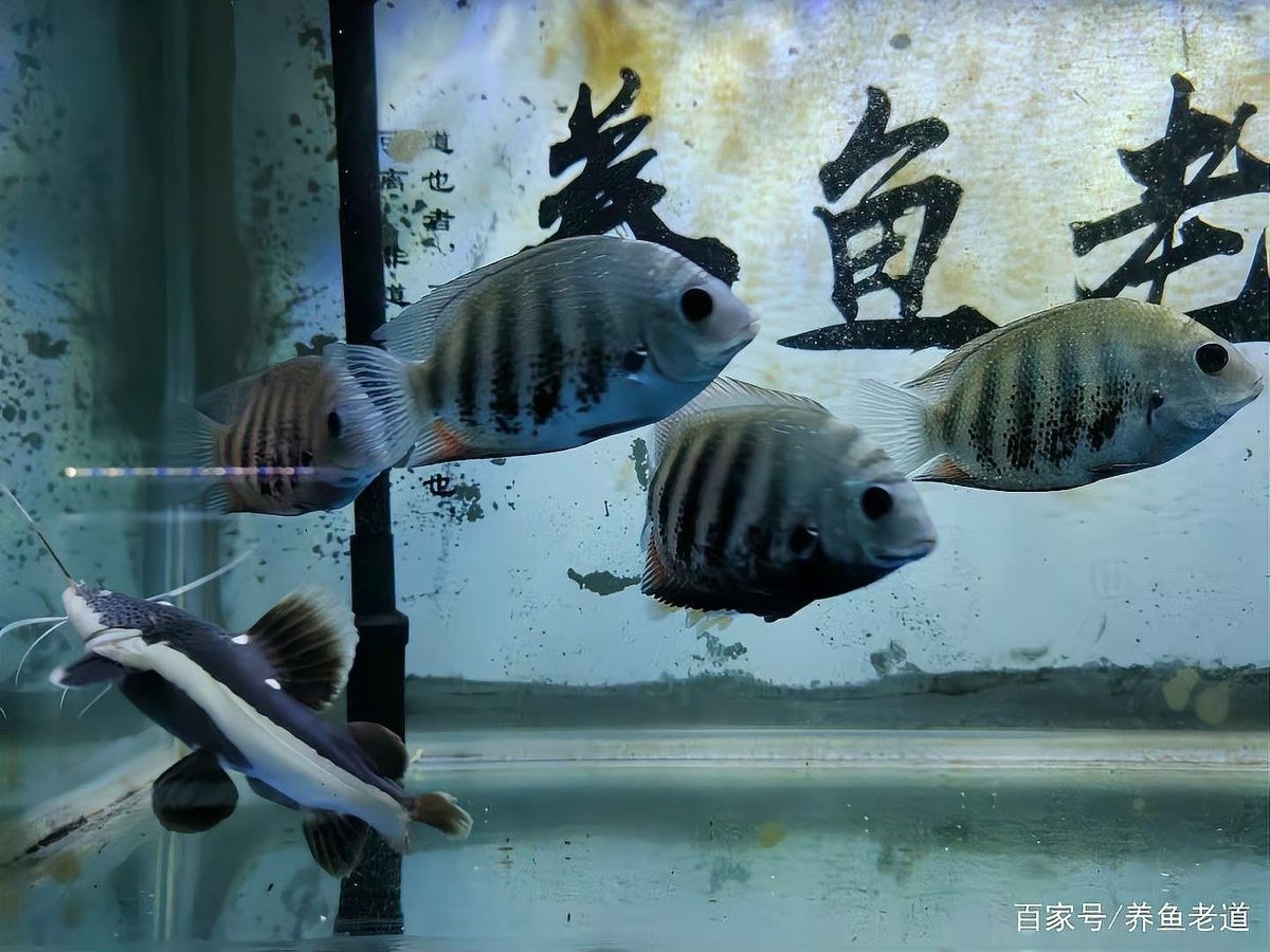 邯鄲哪個(gè)水族館龍魚好？祥龍魚場(chǎng)龍魚（邯鄲海洋世界游玩攻略-【攜程攻略） 邯鄲哪個(gè)水族館龍魚好？祥龍魚場(chǎng)龍魚（邯鄲海洋世界游玩攻略-【攜程攻略） 龍魚百科 第4張