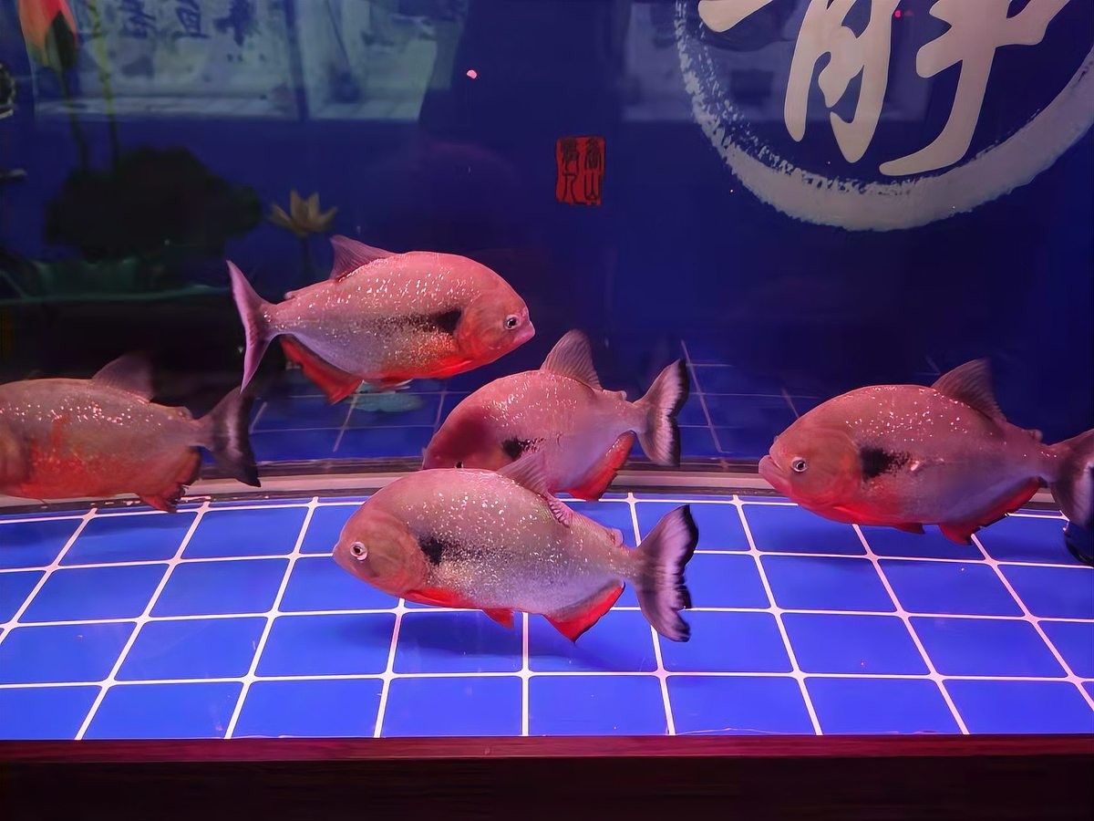 金龍魚黑缸多久會(huì)反垢？（關(guān)于金龍魚黑缸多久會(huì)反垢的問題金龍魚黑缸多久會(huì)反垢）