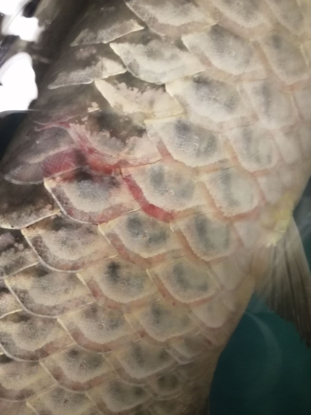 白銀水族館龍魚充血身體充血魚鱗變淡（白銀水族館龍魚充血身體充血） 白銀水族館龍魚充血身體充血魚鱗變淡（白銀水族館龍魚充血身體充血） 觀賞魚百科 第3張