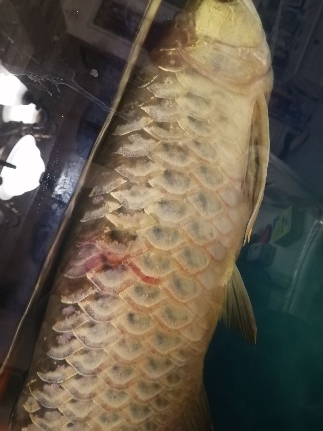 白銀水族館龍魚充血身體充血魚鱗變淡（白銀水族館龍魚充血身體充血） 白銀水族館龍魚充血身體充血魚鱗變淡（白銀水族館龍魚充血身體充血） 觀賞魚百科 第2張