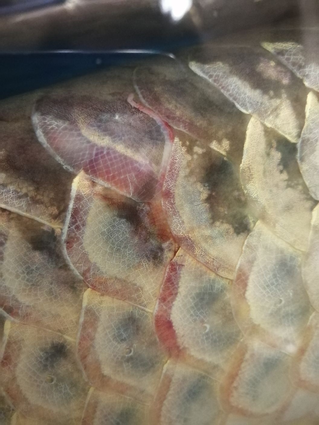 白銀水族館龍魚充血身體充血魚鱗變淡（白銀水族館龍魚充血身體充血） 白銀水族館龍魚充血身體充血魚鱗變淡（白銀水族館龍魚充血身體充血） 觀賞魚百科 第4張