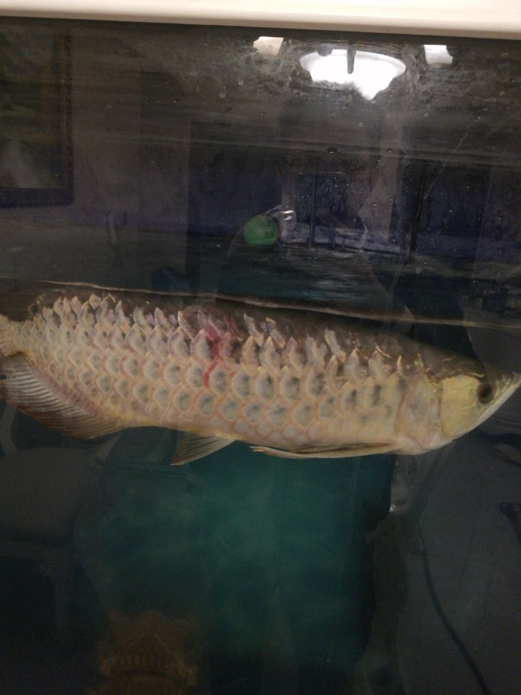 白銀水族館龍魚充血身體充血魚鱗變淡（白銀水族館龍魚充血身體充血） 白銀水族館龍魚充血身體充血魚鱗變淡（白銀水族館龍魚充血身體充血） 觀賞魚百科 第5張