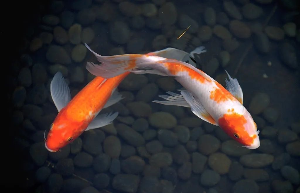 龍魚蒙眼的成因龍魚蒙眼的治療方法