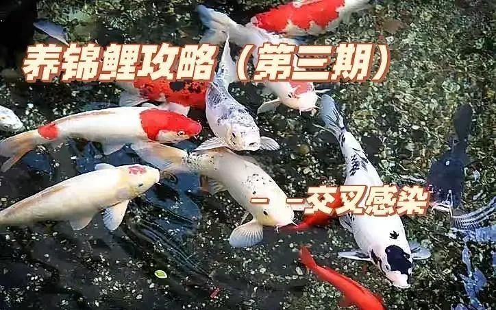 龍魚(yú)交叉感染后如何判斷是否痊愈 龍魚(yú)交叉感染后如何判斷是否痊愈 龍魚(yú)百科 第3張