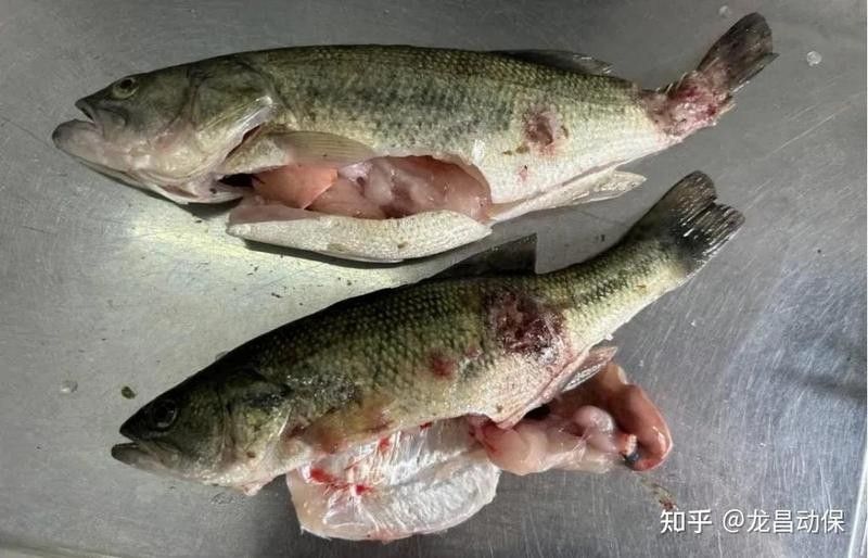 龍魚(yú)交叉感染后如何判斷是否痊愈 龍魚(yú)交叉感染后如何判斷是否痊愈 龍魚(yú)百科 第2張
