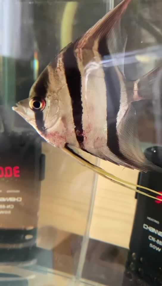 龍魚(yú)交叉感染后如何判斷是否痊愈 龍魚(yú)交叉感染后如何判斷是否痊愈 龍魚(yú)百科 第4張
