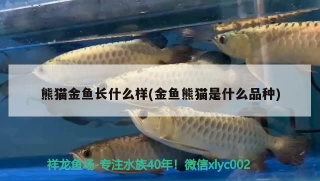 熊貓金魚長什么樣(金魚熊貓是什么品種)（熊貓金魚熊貓金魚熊貓金魚長什么樣和金魚熊貓是什么品種）
