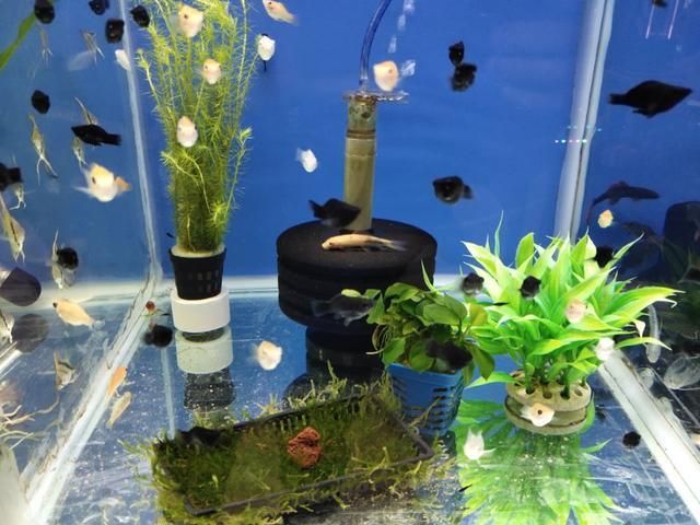 歐泊龍五星魚缸怎么樣（歐泊龍五星魚缸怎么樣啊）（歐泊龍五星魚缸怎么樣優點、缺點、缺點、使用心得分享）