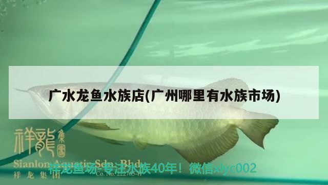 給我一份詳細的金龍魚苗價格表，金龍魚苗的價格分類與分析