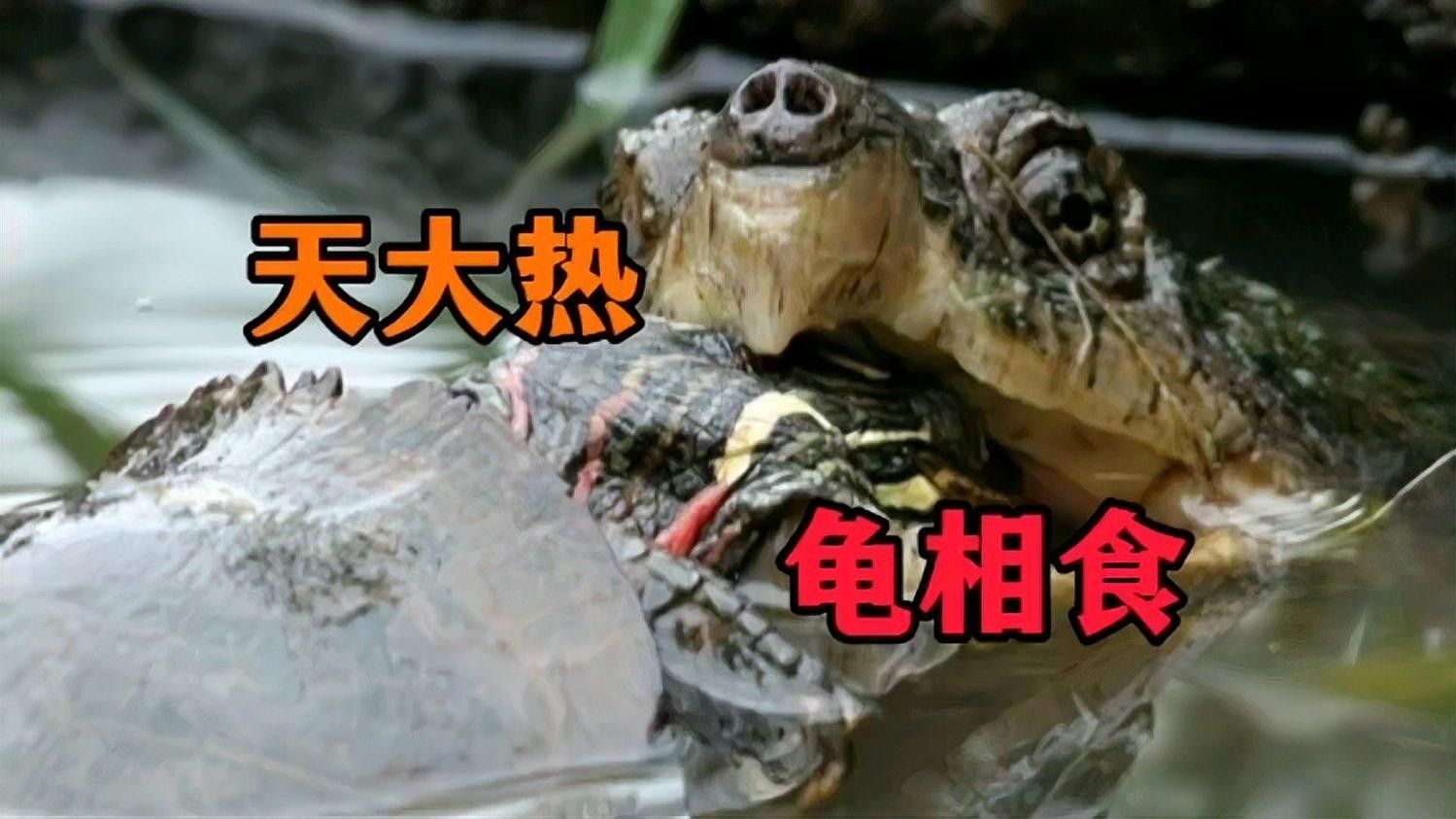 有哪些常見的混養失敗原因（混養失敗的原因及解決方案）
