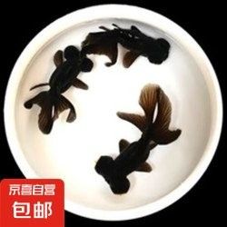 哪個(gè)平臺(tái)購(gòu)買龍睛魚最可靠（哪個(gè)平臺(tái)買龍睛魚最可靠）
