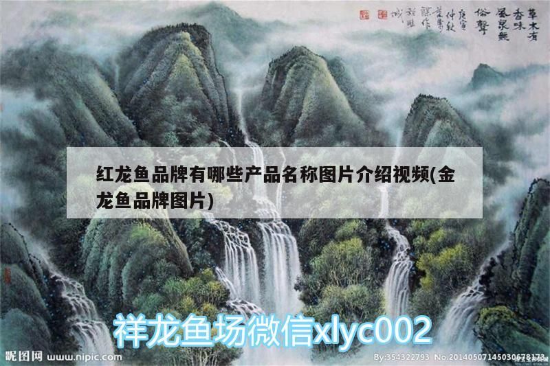 紅龍魚品牌有哪些產品名稱圖片介紹視頻(金龍魚品牌圖片)