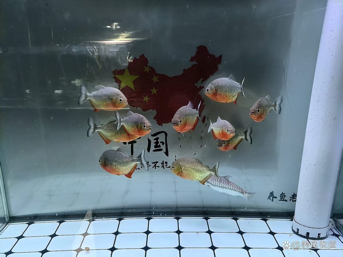 龍魚寄生蟲治療期間需要換水嗎（龍魚寄生蟲治療期間是否需要換水）
