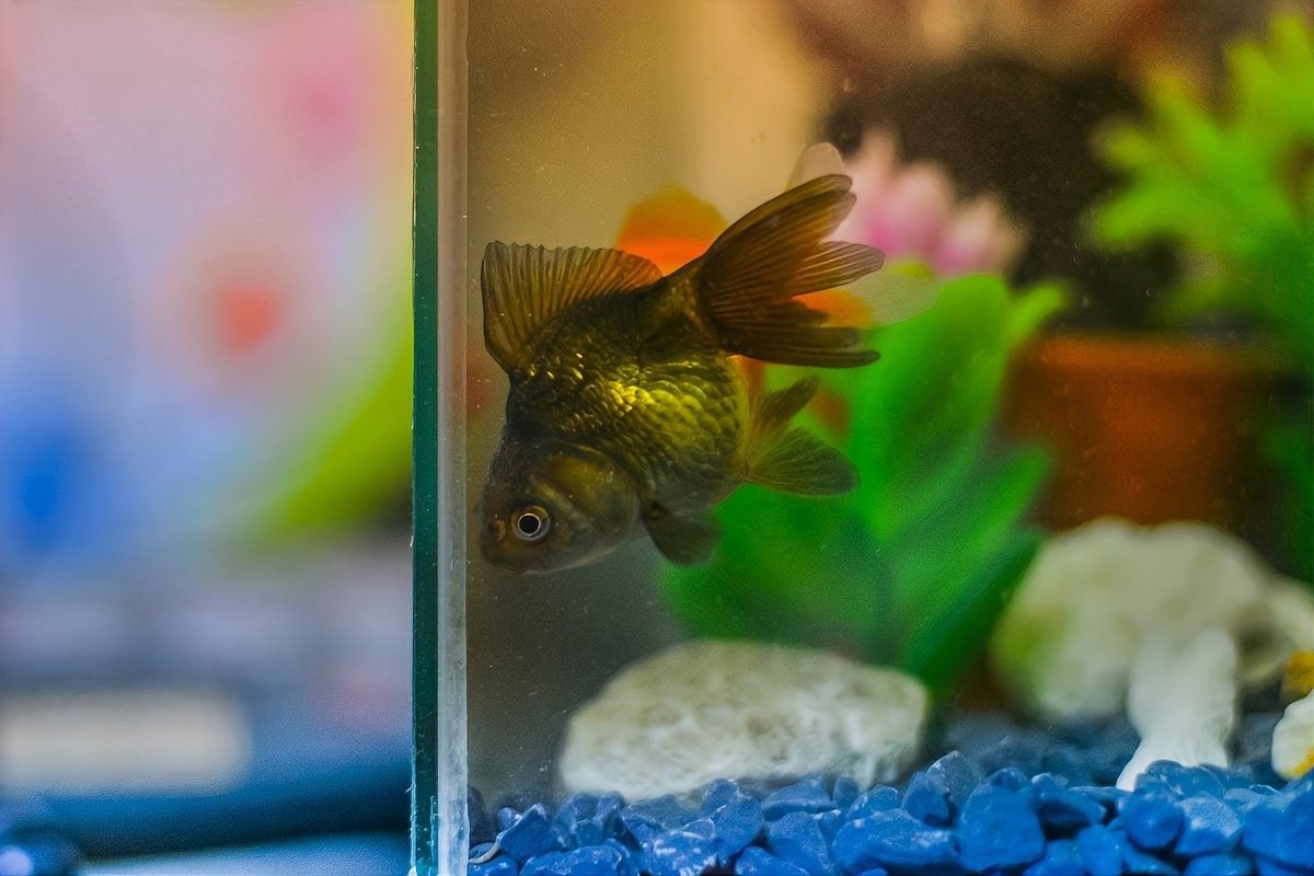 藍曼龍魚混養(yǎng)需要多久適應(yīng)？