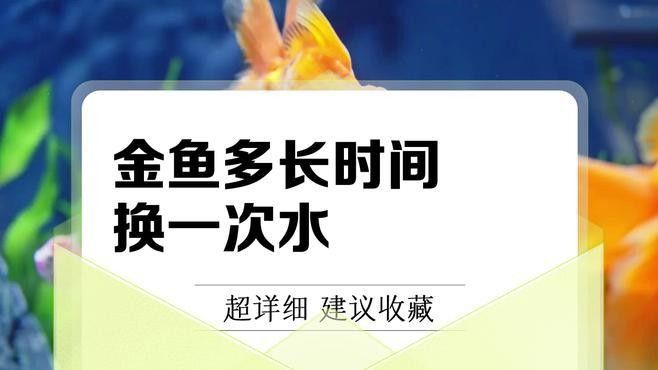 如何單獨為金魚設置生態缸？