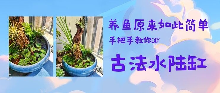 如何單獨為金魚設置生態缸？