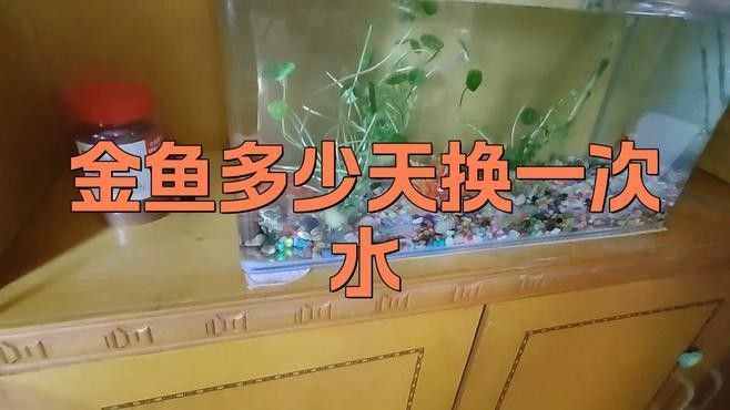如何單獨為金魚設置生態缸？