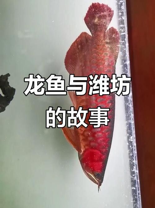 如何聯系濰坊龍魚養殖場