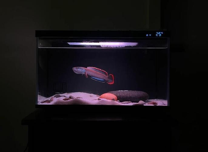 雷龍魚混養的最佳搭配（雷龍魚混養的最佳搭配：雷龍魚混養的最佳搭配：雷龍魚）