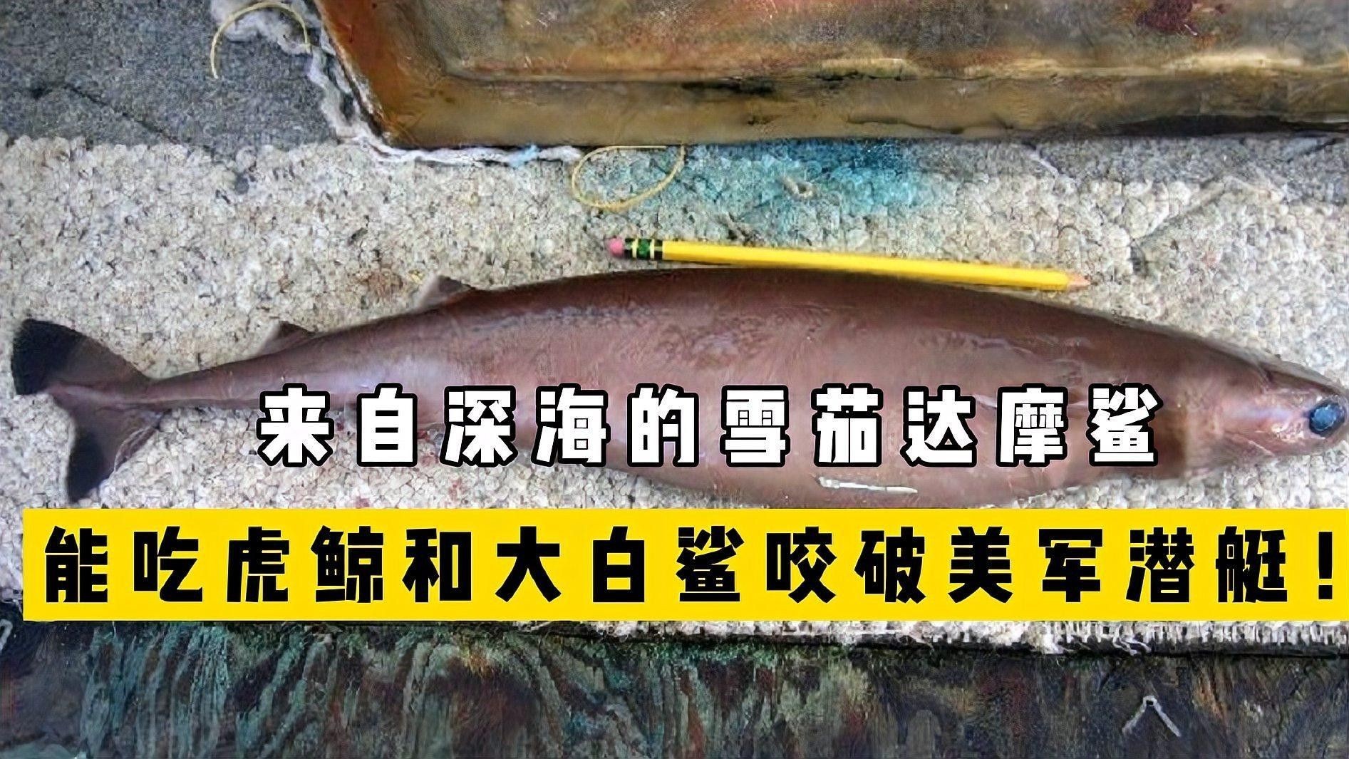 金龍魚頭小身寬好嗎：金龍魚頭小身寬好嗎能養嗎