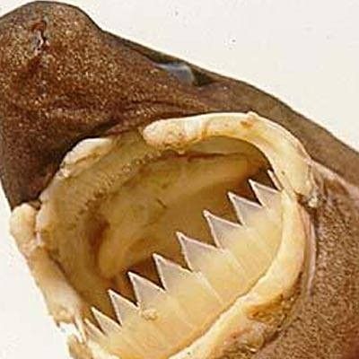金龍魚頭小身寬好嗎：金龍魚頭小身寬好嗎能養嗎