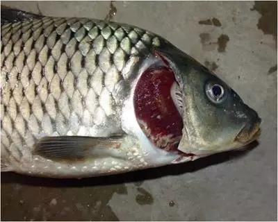 龍魚鰓蓋爛洞如何早期發(fā)現(xiàn)？（如何判斷龍魚鰓蓋爛洞？）