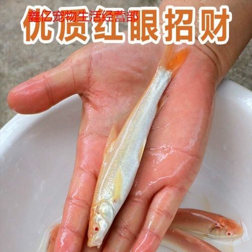 紅眼白子招財龍的價格是多少？（紅眼白子招財龍價格）