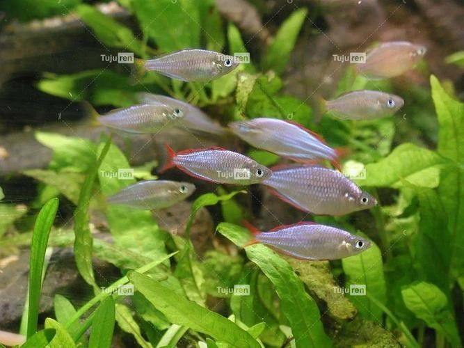 哪里可以找到更多馬來紅龍魚圖片（關于馬來紅龍魚的一些建議）