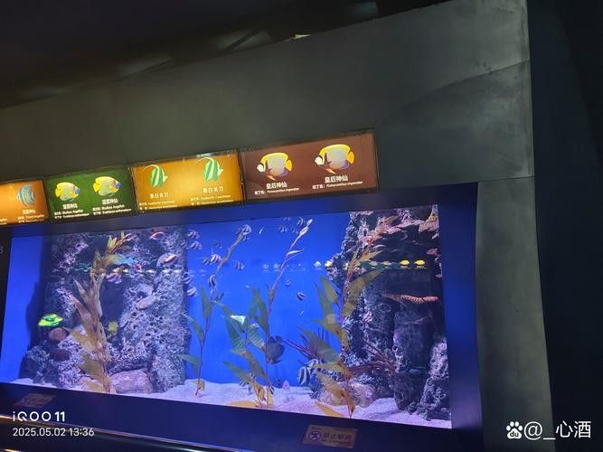 哪里可以找到更多馬來紅龍魚圖片（關于馬來紅龍魚的一些建議）