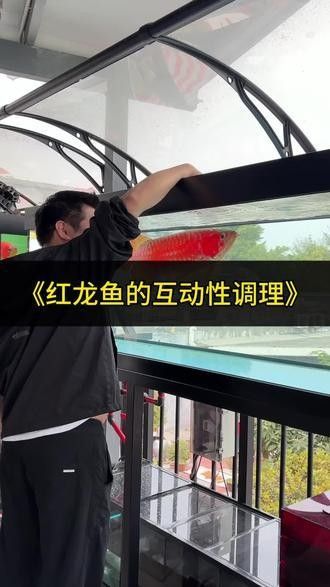 黑鱗龍魚多久能認主人（黑鱗龍魚多久能認主人[emoji[需手動填充]1f495[[需手動填充]emoji[需手動填充]）