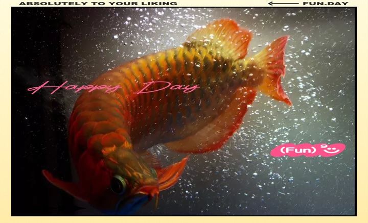黑鱗龍魚多久能認主人（黑鱗龍魚多久能認主人[emoji[需手動填充]1f495[[需手動填充]emoji[需手動填充]）