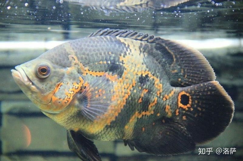 黑鱗龍魚多久能認主人（黑鱗龍魚多久能認主人[emoji[需手動填充]1f495[[需手動填充]emoji[需手動填充]）