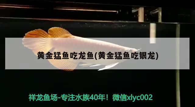 黃金猛魚(yú)吃龍魚(yú)(黃金猛魚(yú)吃銀龍)