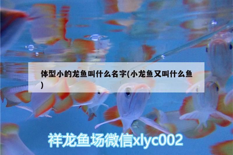 體型小的龍魚叫什么名字(小龍魚又叫什么魚)
