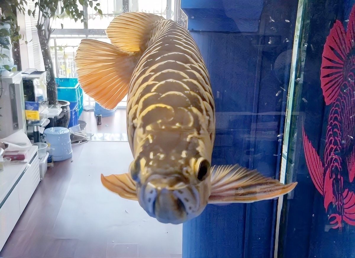 紅龍魚公母在繁殖期有何不同（如何區分龍魚的雌雄）