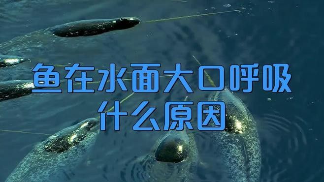 金龍魚張嘴呼吸如何治療（治療金龍魚張嘴呼吸的6大原因及解決方法及解決方法）