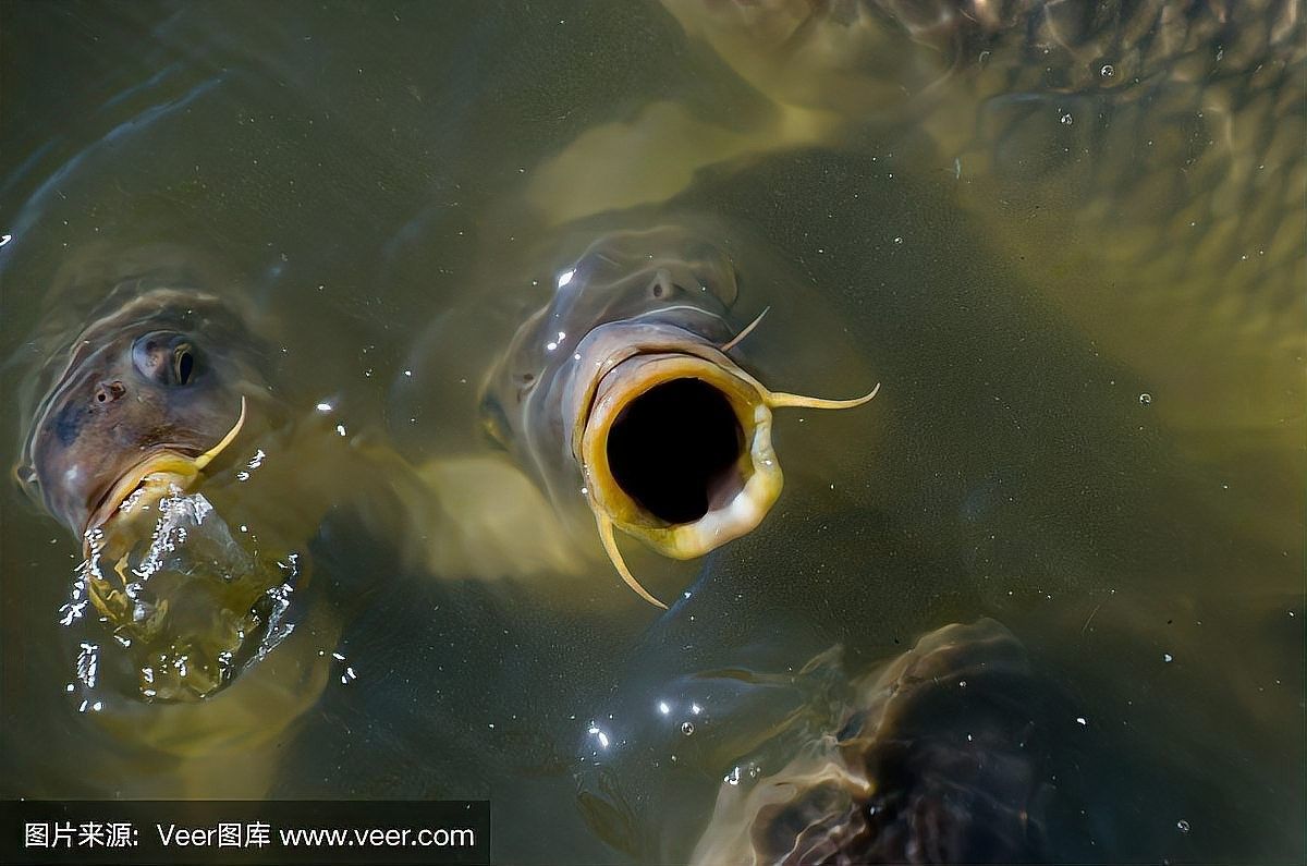 金龍魚張嘴呼吸如何治療（治療金龍魚張嘴呼吸的6大原因及解決方法及解決方法）