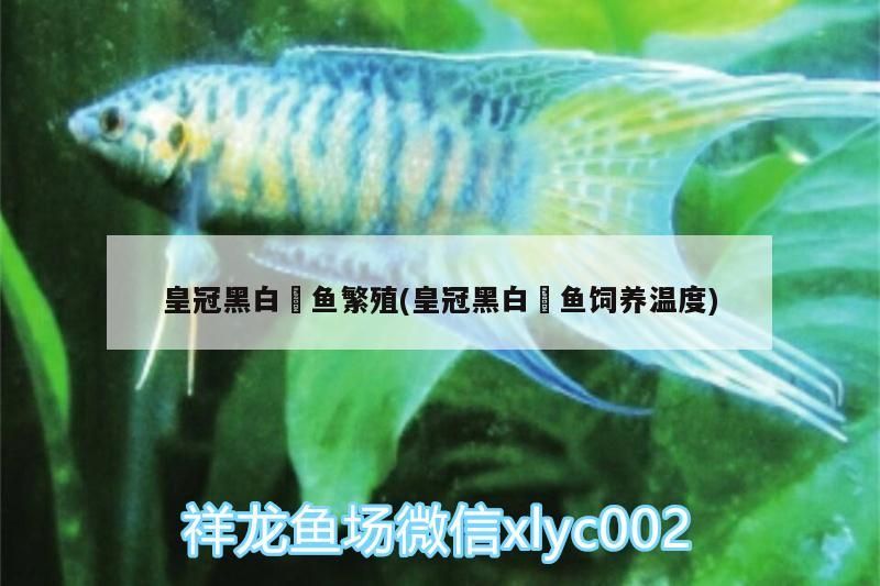 皇冠黑白魟魚繁殖(皇冠黑白魟魚飼養溫度)