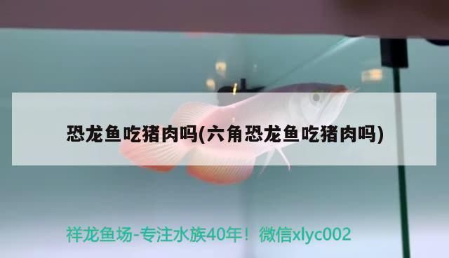 邯鄲水族批發(fā)市場：邯鄲水族批發(fā)市場在哪