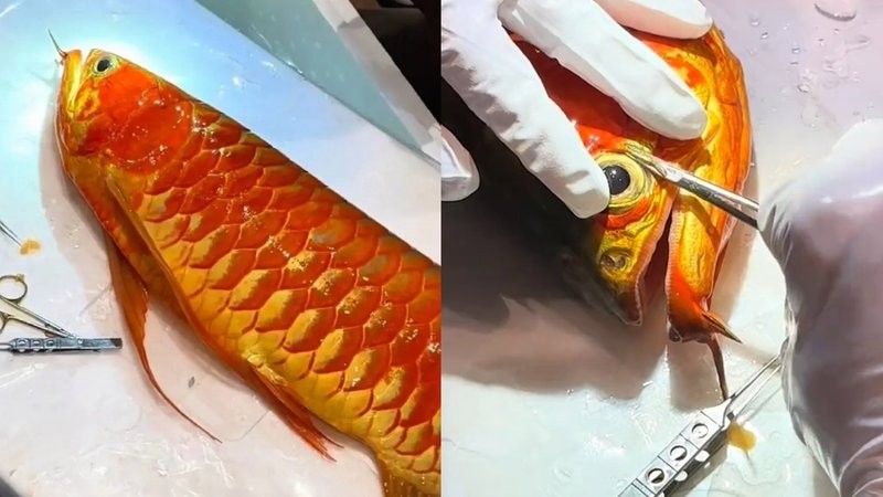 哪里可以找到專業(yè)的龍魚掉眼手術(shù)教程（如何找到專業(yè)的龍魚掉眼手術(shù)教程）