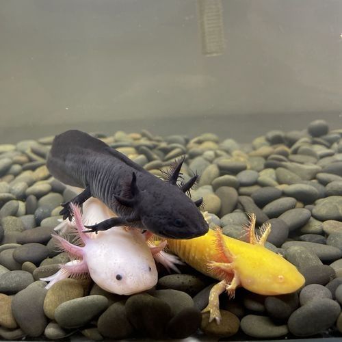 給我一些恐龍魚和恐龍王魚的圖片（恐龍魚和恐龍王魚是兩種非常受歡迎的觀賞魚）