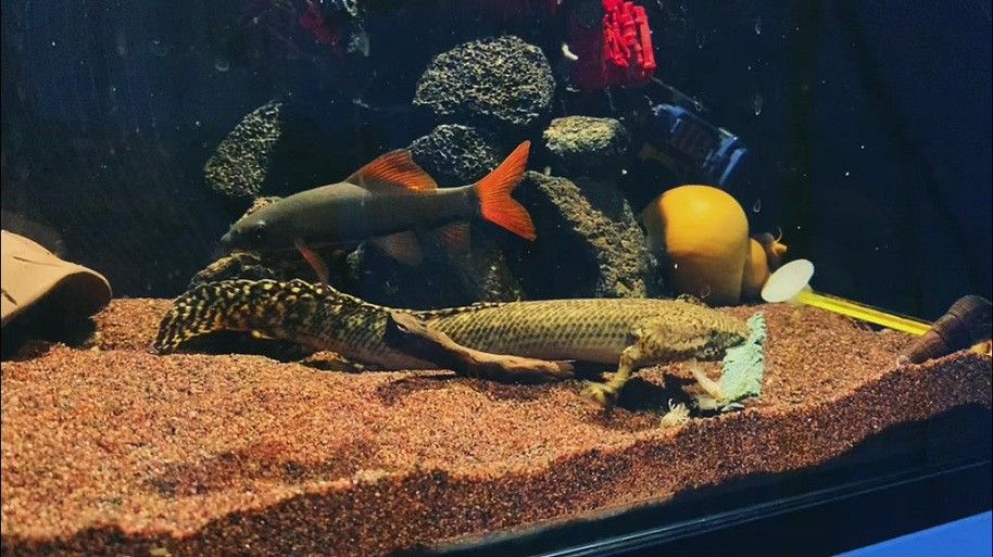 給我一些恐龍魚和恐龍王魚的圖片（恐龍魚和恐龍王魚是兩種非常受歡迎的觀賞魚）